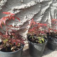 Acero aceri Giapponese Bloodgood rosso e aceri ver