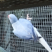 Parrocchetti dal collare