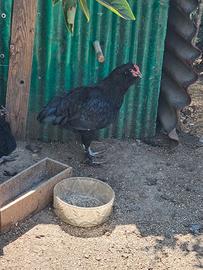 Gallo nero e gallina silverudd