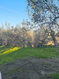 Terreno con uliveti e casetta agricola