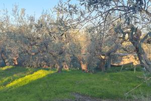 Terreno con uliveti e casetta agricola
