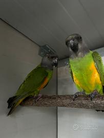 Pappagalli allevati a mano e non