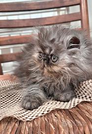 Cucciola persiana ipertipica femmina