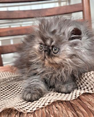 Cucciola persiana ipertipica femmina