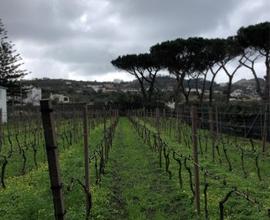 Rif.VIA PROVINCIALE PANZA L.7| magazzino forio