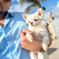 Chihuahua femmina Taglia mini