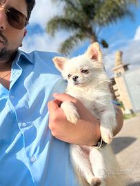 Chihuahua femmina Taglia mini
