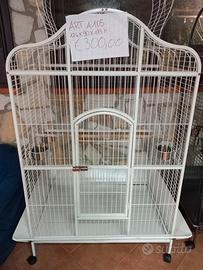 gabbie x grandi pappagalli 3714478020 nuovaaa