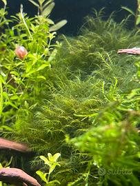Fissidens fontanus muschio acquario caridine