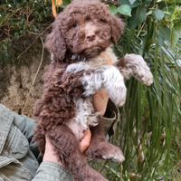 Lagotto Romagnolo