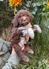 Lagotto Romagnolo
