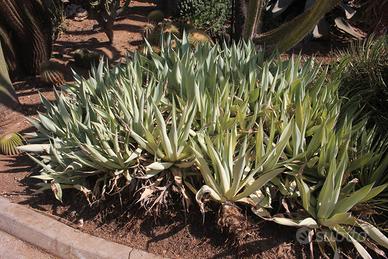 Agave celsii var. albicans