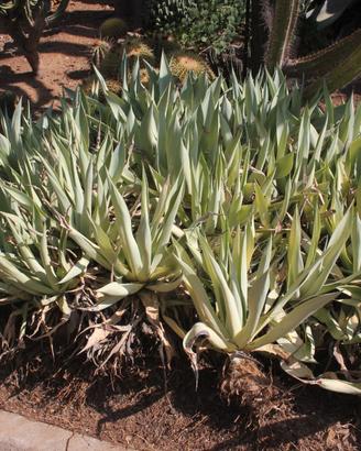 Agave celsii var. albicans