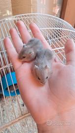 Criceti cuccioli