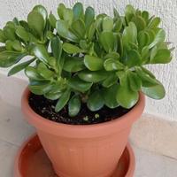 Pianta Albero di Giada