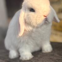 Cucciolo coniglio Minilop ariete