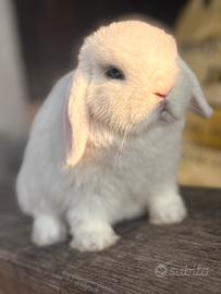 Cucciolo coniglio Minilop ariete