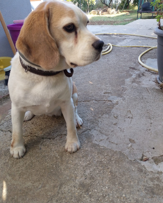 Beagle