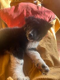 Cucciola border collie incrocio