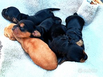 Cocker spaniel inglese cuccioli vari colori