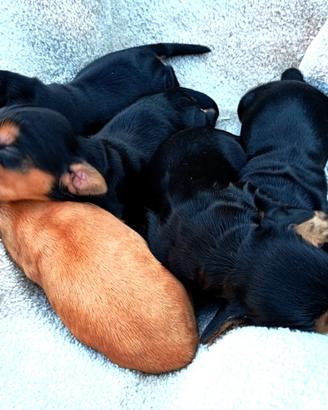 Cocker spaniel inglese cuccioli vari colori