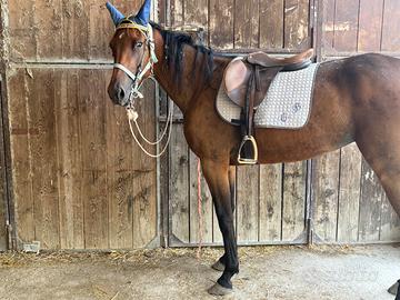 Cavallo