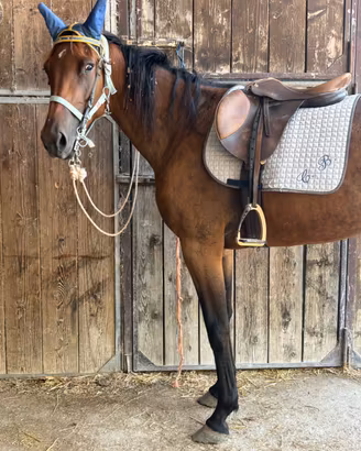 Cavallo