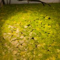 Porzioni di hydrocaris laevigata