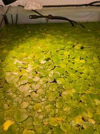 Porzioni di hydrocaris laevigata