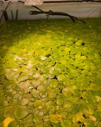 Porzioni di hydrocaris laevigata