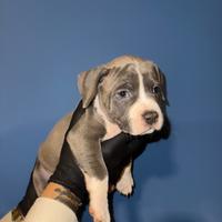 Cuccioli blue amstaff