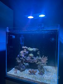 Acquario marino 40x40x40