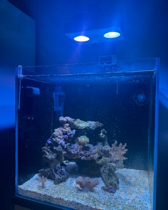 Acquario marino 40x40x40