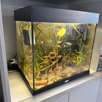 Acquario Juwel Lido 120