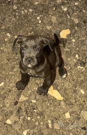 pitbull