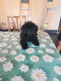cucciolo di barboncino 