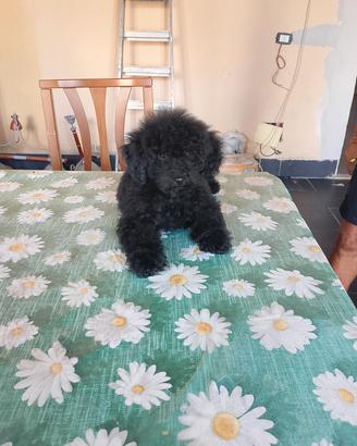 cucciolo di barboncino 