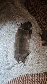 Cuccioli Amstaff di Alta Genealogia - Prenotazioni