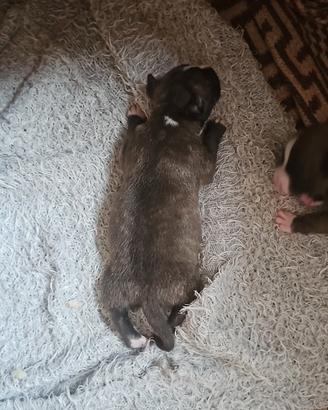 Cuccioli Amstaff di Alta Genealogia - Prenotazioni