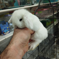 Coniglietti ariete minilop