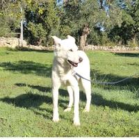 Oscar, timido e dolce vuole una famiglia sua