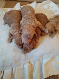 Cuccioli di barboncino