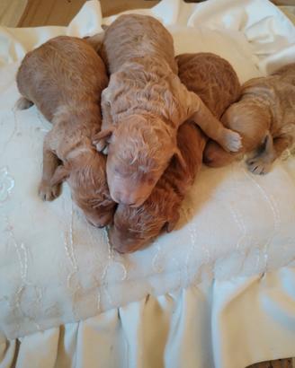 Cuccioli di barboncino