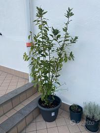 Pianta di Alloro in vaso 40cm