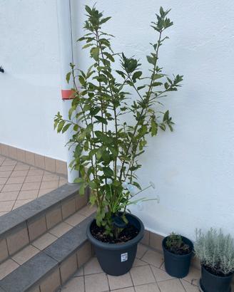 Pianta di Alloro in vaso 40cm