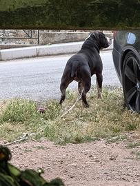 Pitbull per monta
