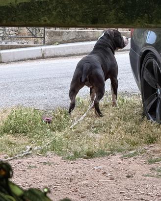 Pitbull per monta