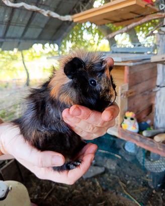 Cuccioli cavie peruviane diversi colori