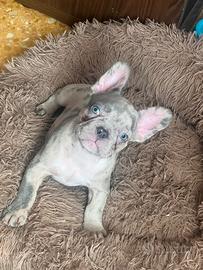 Bulldog francese esotico