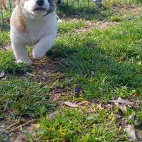 Jack Russell
